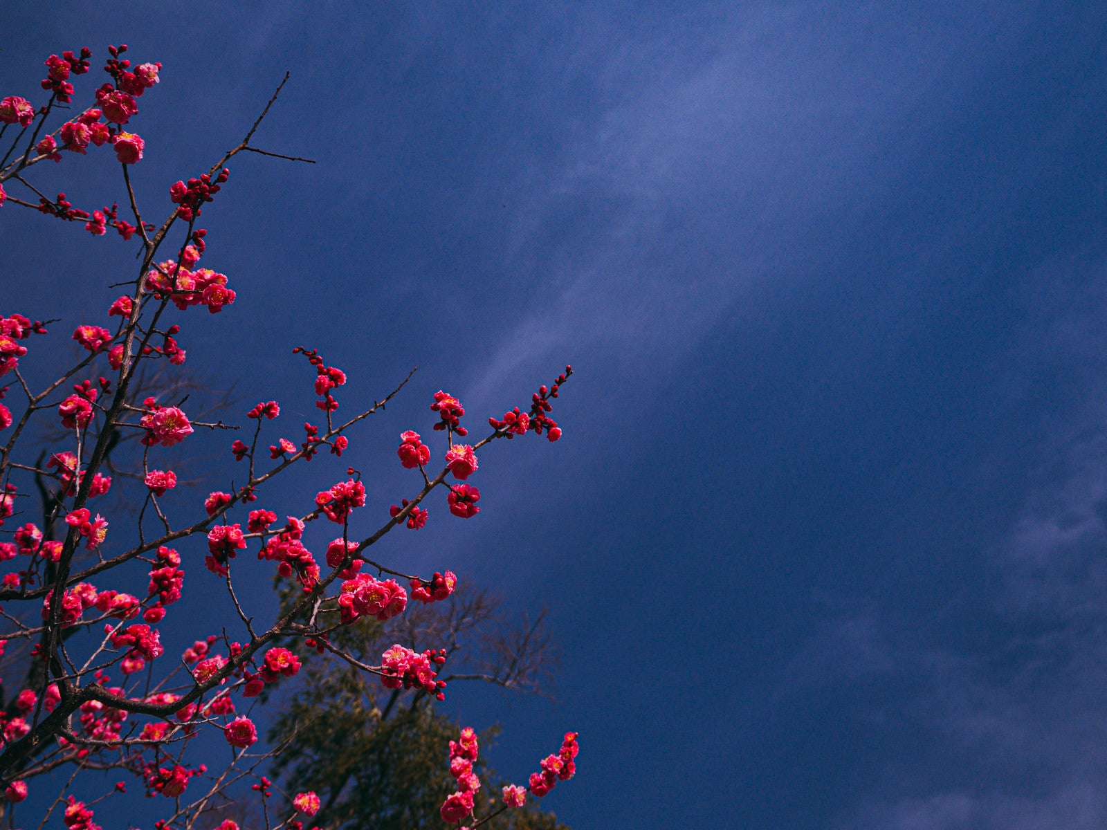 「青空に映える八重の紅梅」の写真