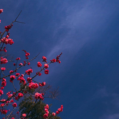 青空に映える八重の紅梅の写真