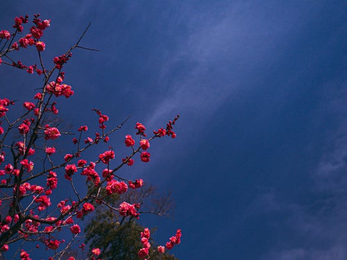 青空に映える八重の紅梅の写真
