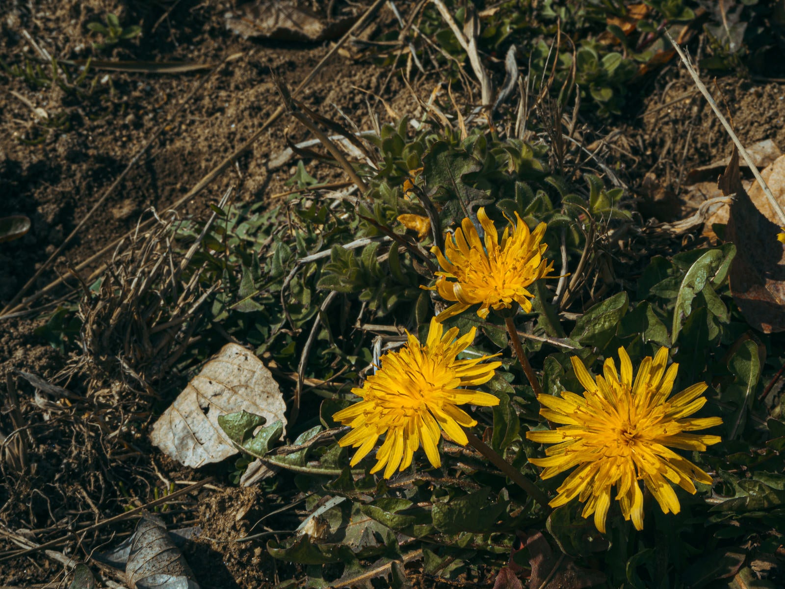 「可愛らしい花を咲かせる絶滅危惧種の二ホンタンポポ」の写真