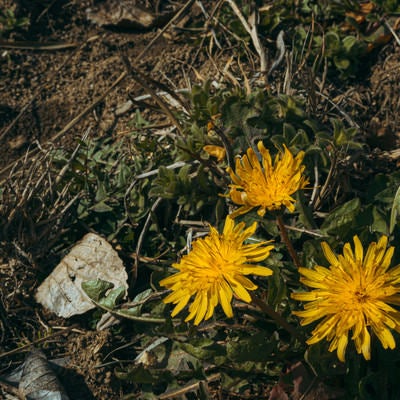 可愛らしい花を咲かせる絶滅危惧種の二ホンタンポポの写真