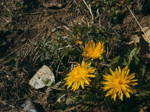 可愛らしい花を咲かせる絶滅危惧種の二ホンタンポポの写真