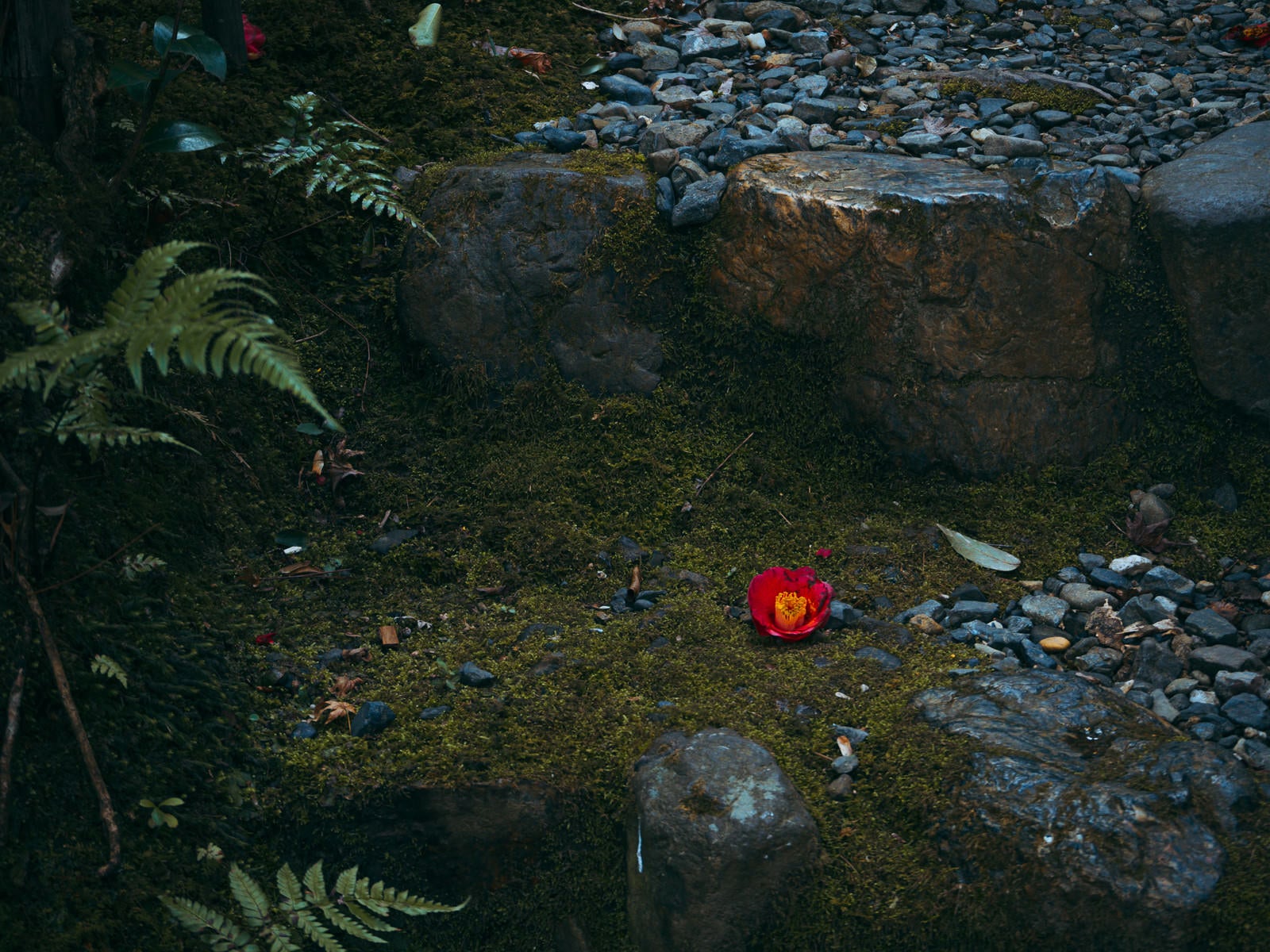 「苔むした石段にポトリと落ちた椿（京都 祇王寺）」の写真