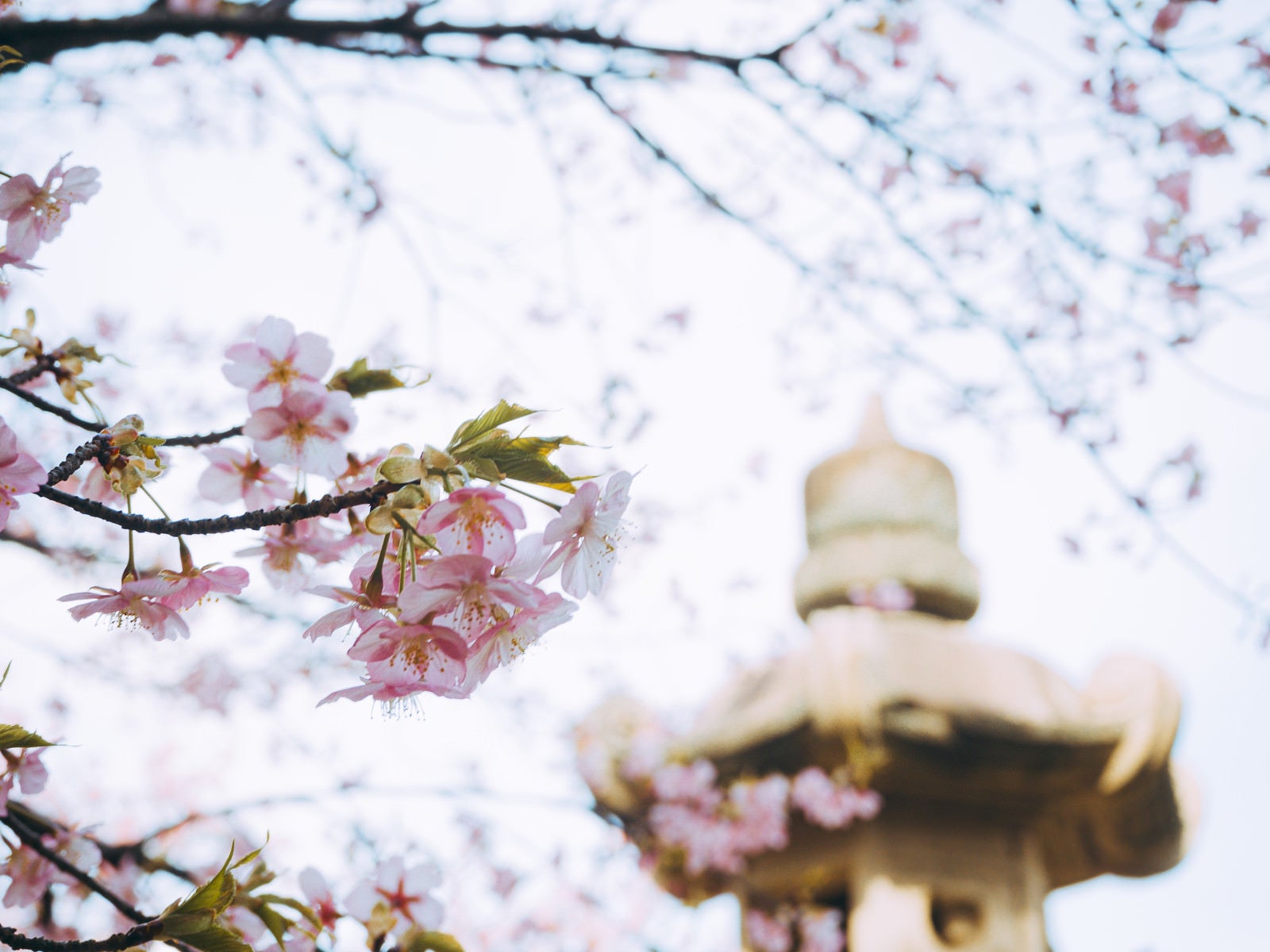 「可憐な河津桜」の写真