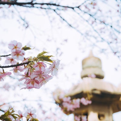 可憐な河津桜の写真