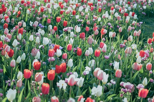チューリップの花畑の写真