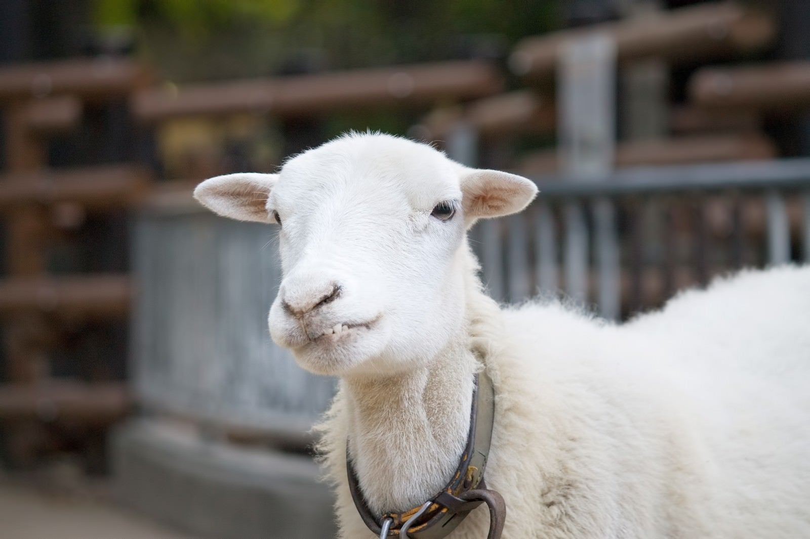 「『っち！』上唇を噛む羊さん」の写真