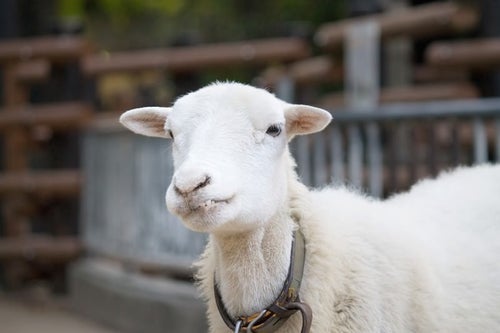『っち！』上唇を噛む羊さんの写真