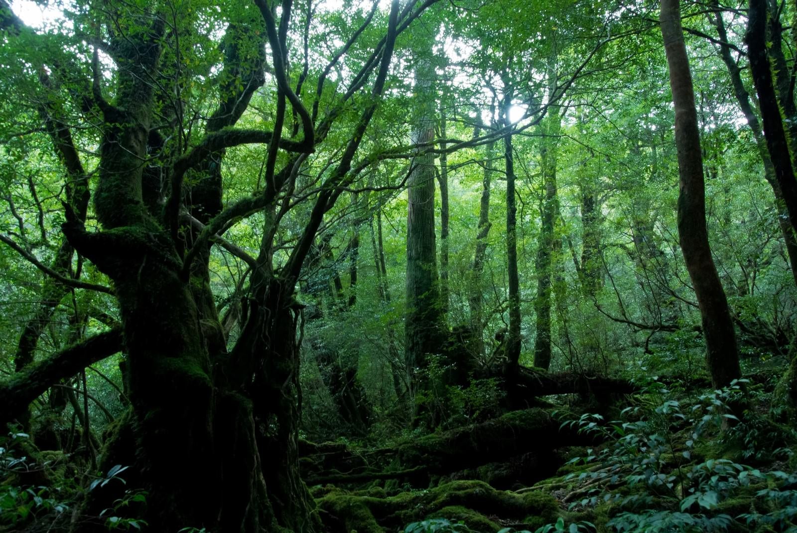 「屋久島の森」の写真