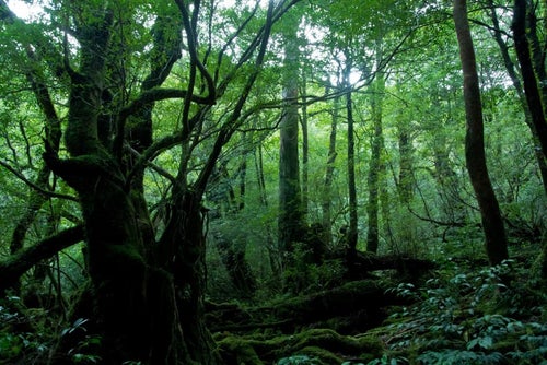 屋久島の森の写真