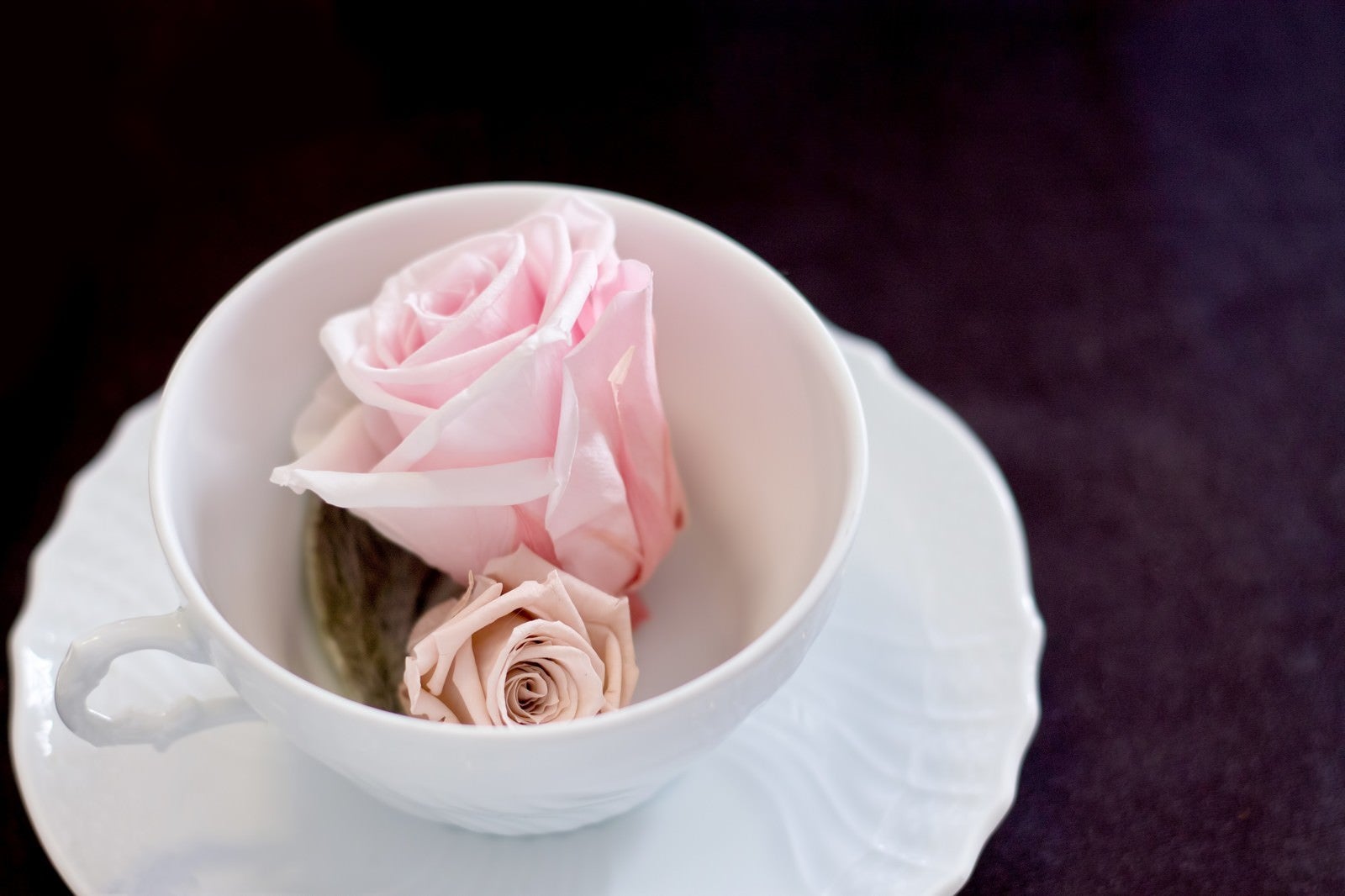 「カップに入った薔薇の花」の写真