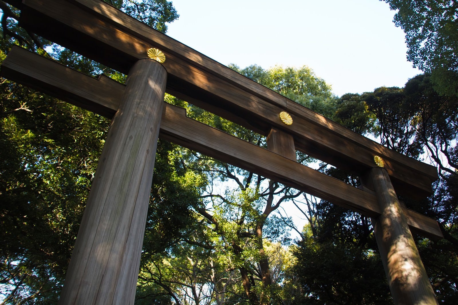 「明治神宮の鳥居」の写真