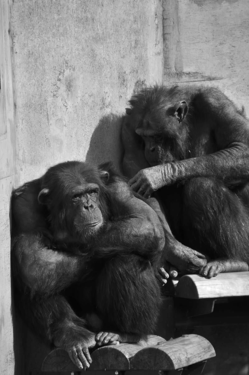 「落ち込むチンパンジー」の写真