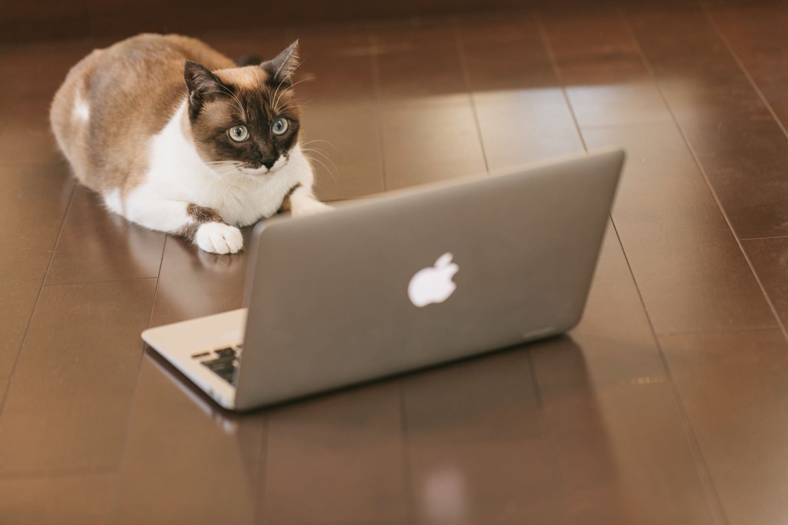 「ITを駆使する猫エンジニア」の写真［モデル：プー］
