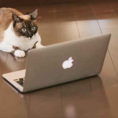 ITを駆使する猫エンジニアの写真