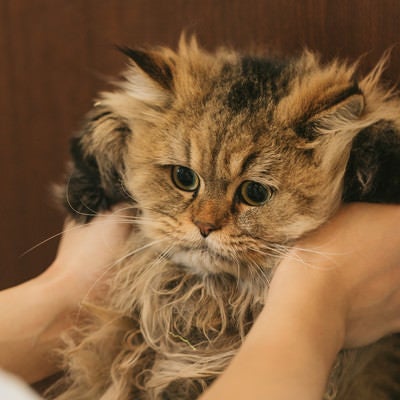 猫ドン（ペルシャ猫）の写真