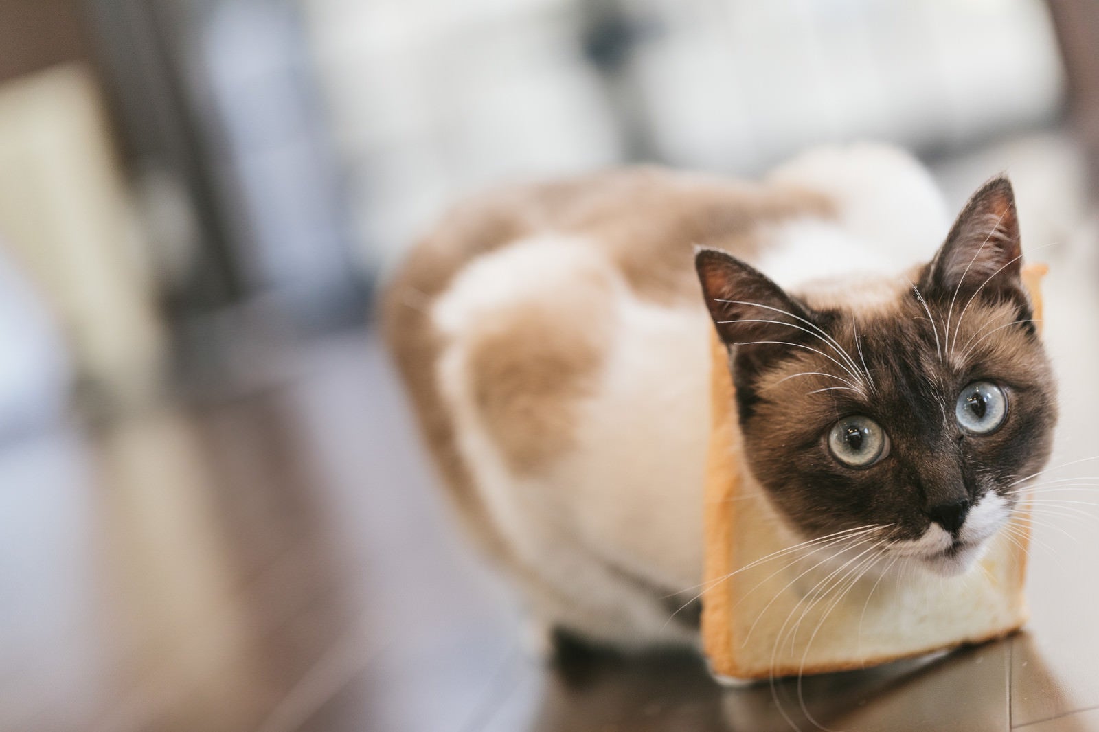 「食パンが見当たらない（猫）」の写真［モデル：プー］