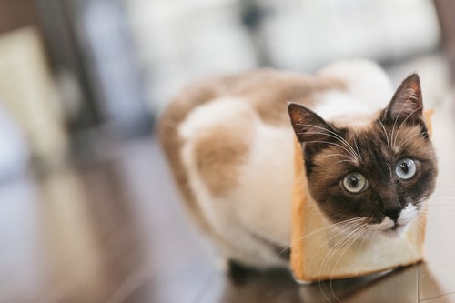 食パンが見当たらない（猫）の写真