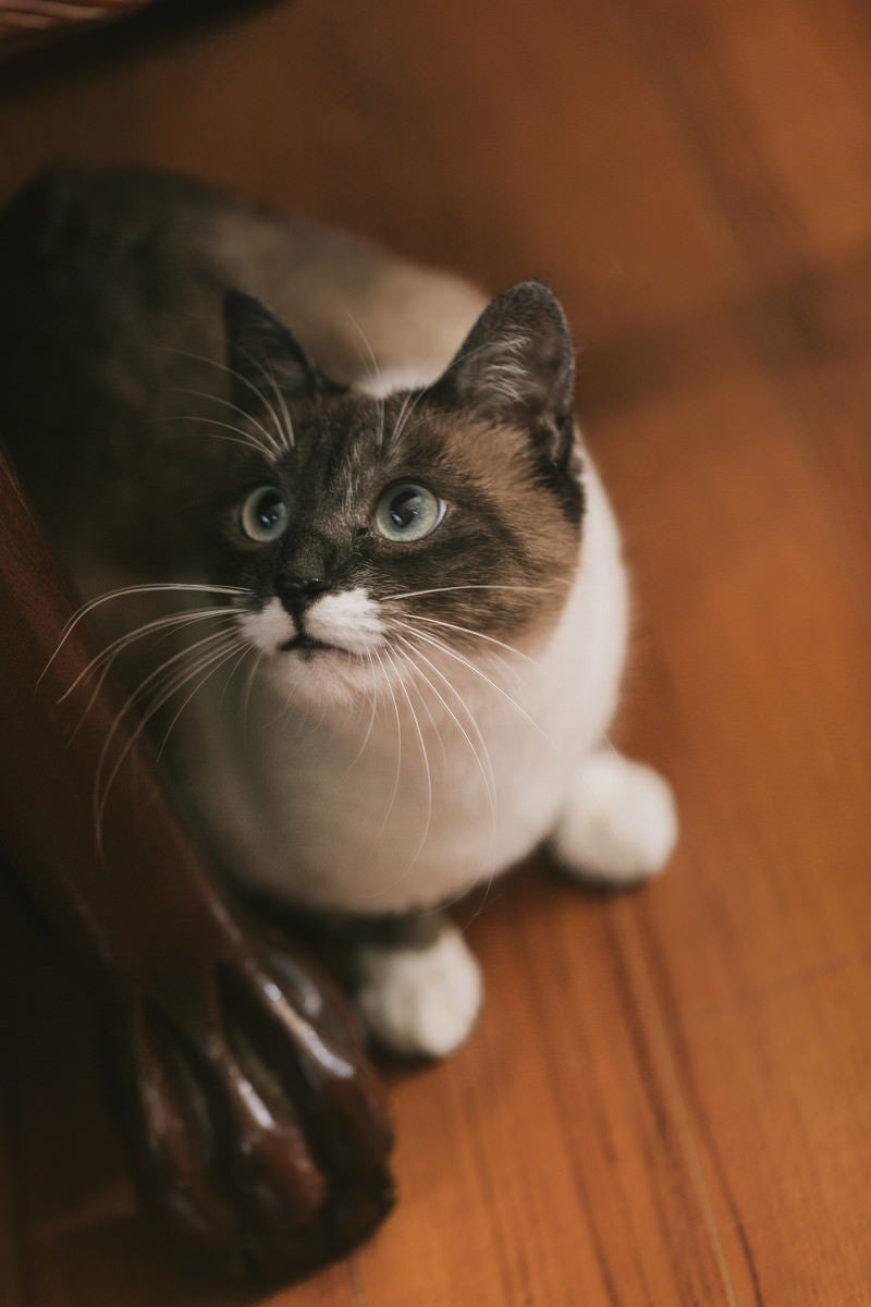 「家具の横から上を見上げる飼い猫」の写真［モデル：プー］