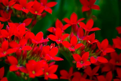 小さい赤いお花達の写真