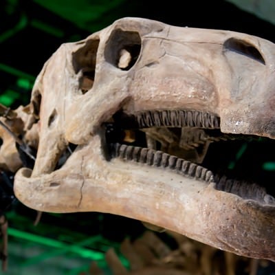 恐竜の骨格標本の写真
