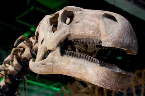 恐竜の骨格標本の写真