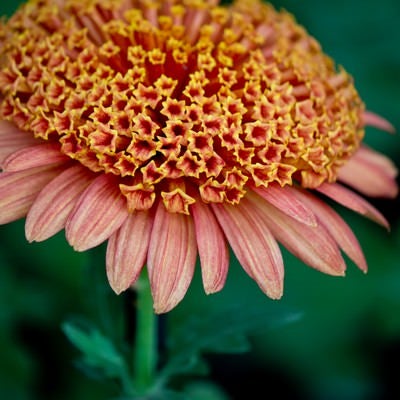 満開の大丁菊の写真