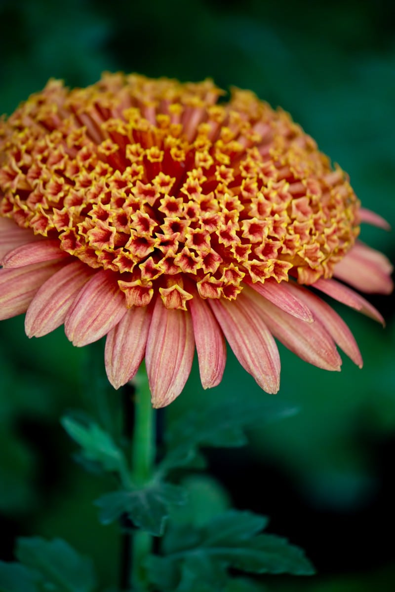 「満開の大丁菊」の写真