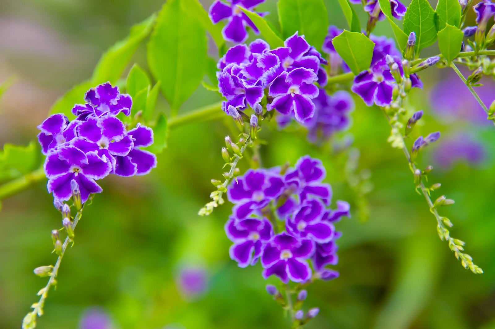 「紫色の小さなお花」の写真