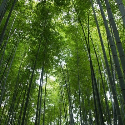 竹林の写真