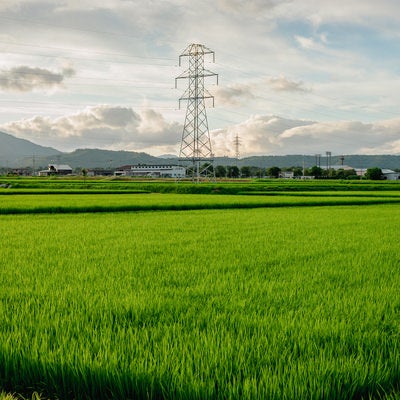 田んぼの中の鉄塔の写真