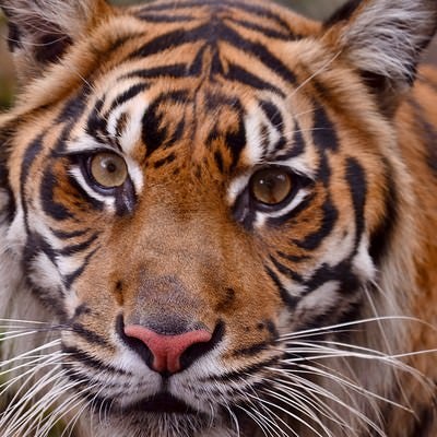 虎の顔の写真