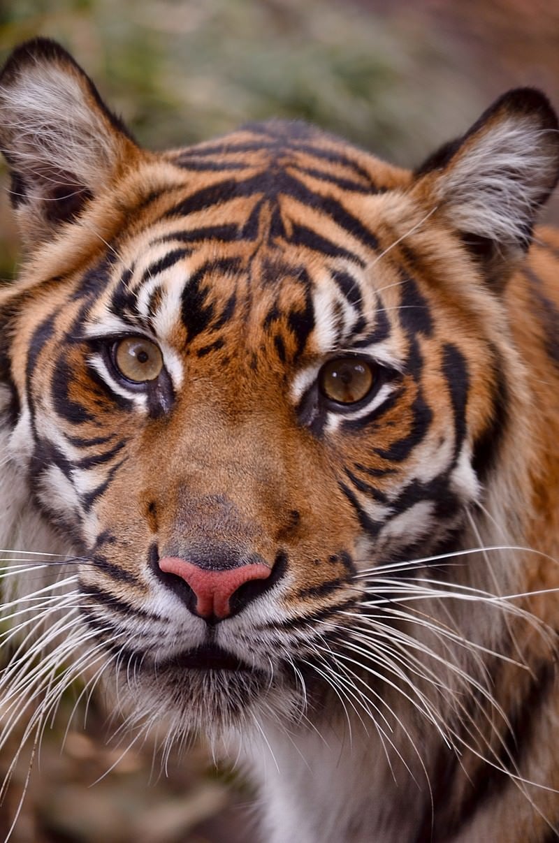 「虎の顔」の写真
