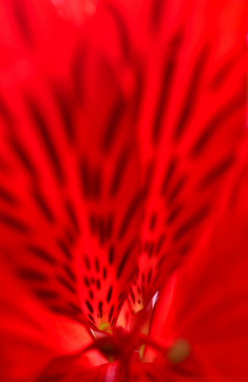 「赤い花（マクロ）」の写真