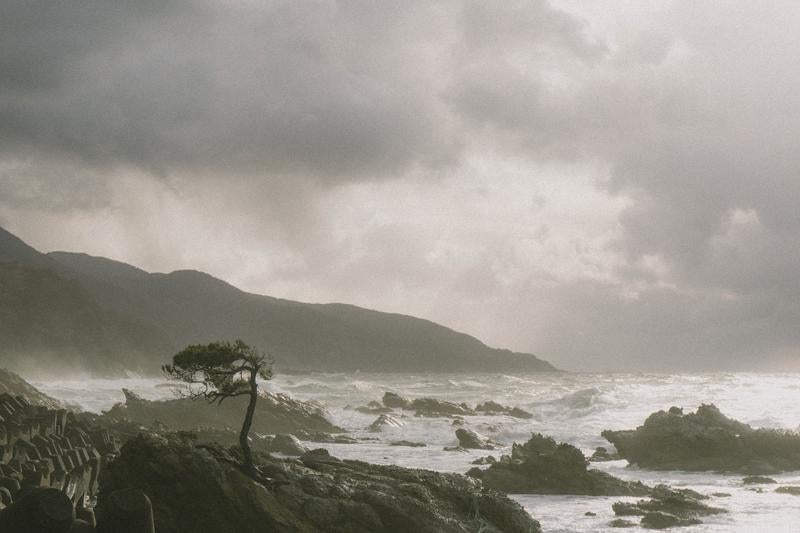 松の木が生える岩場と荒れる日本海の写真