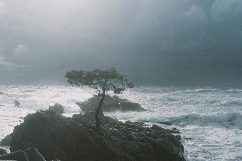 冬の日本海の荒波にさらされる孤独な松の木の写真