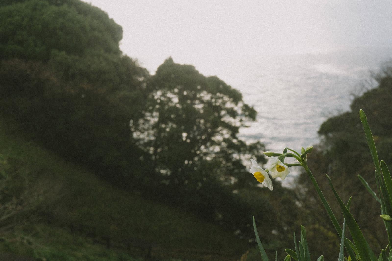 雨粒の付いた白い水仙の花と背景に見える日本海の風景