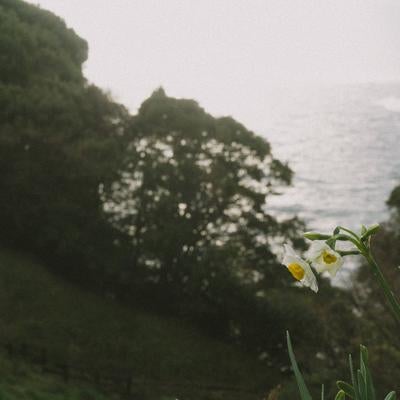 雨粒が残る水仙の花と海の絶景の写真