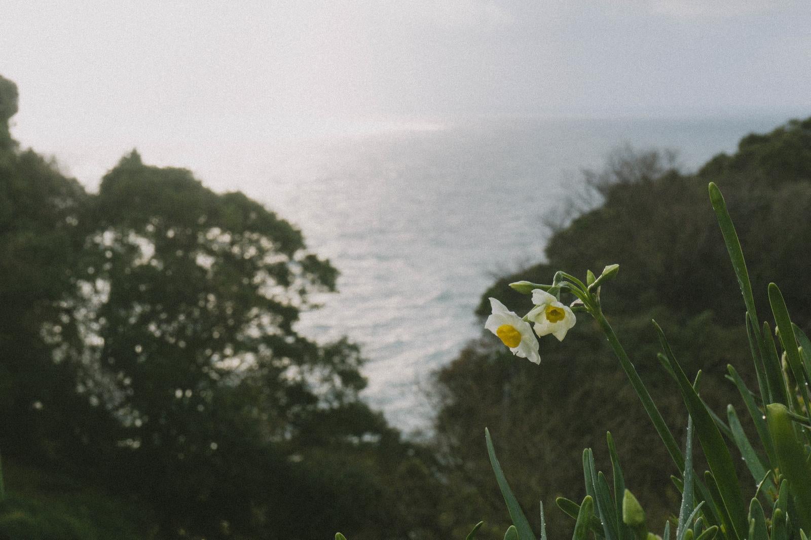 「日本海を望む丘に咲く水仙」の写真
