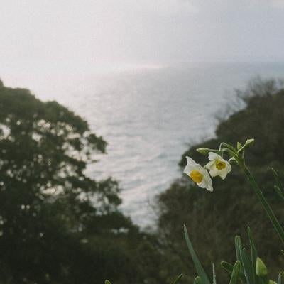 日本海を望む丘に咲く水仙の写真