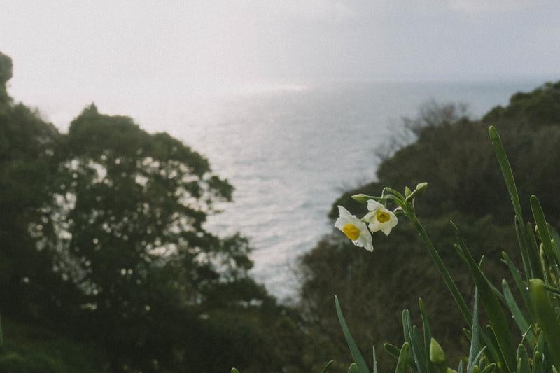 日本海を望む丘に咲く水仙の写真