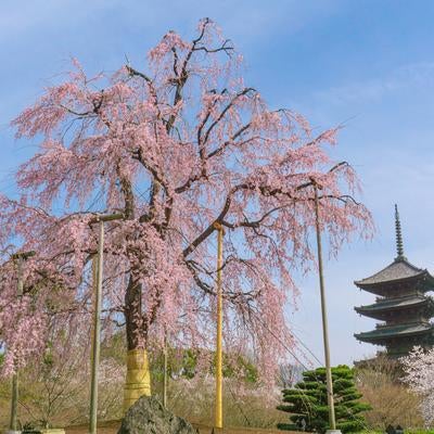 2018年に移植され東寺の春の象徴になった不二桜の写真