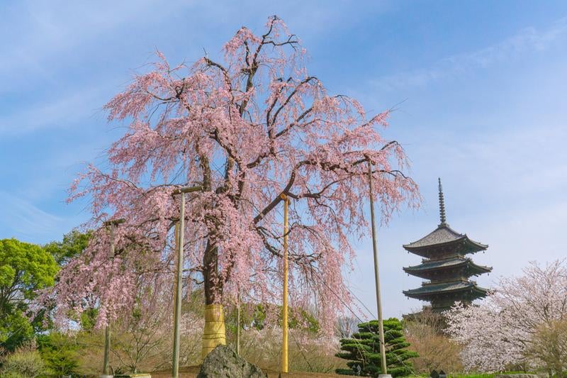 2018年に移植され東寺の春の象徴になった不二桜の写真