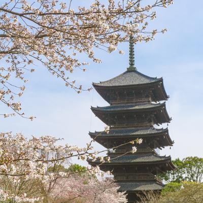 桜と五重塔が織りなす春の東寺の写真