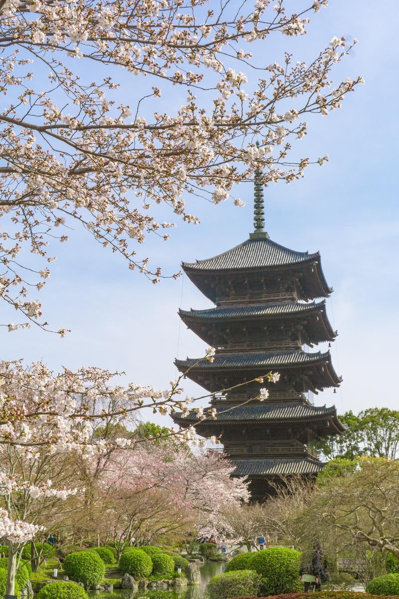 桜と五重塔が織りなす春の東寺の写真