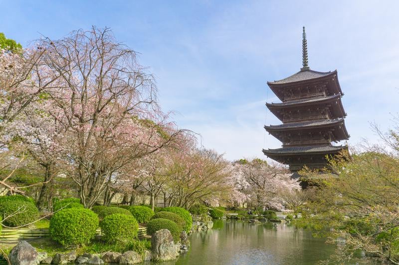 春の陽気に包まれた日本庭園に佇む五重塔と池の畔に咲き誇る桜の写真