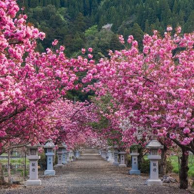 緑濃い山の木々とのコントラストが美しいピンクの八重桜の写真