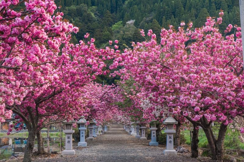 緑濃い山の木々とのコントラストが美しいピンクの八重桜の写真