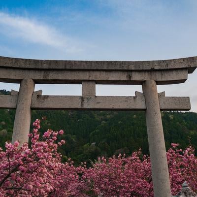 満開の八重桜の上に見える石造りの鳥居の写真