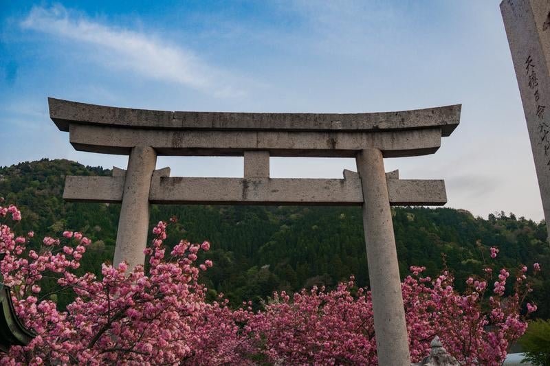 満開の八重桜の上に見える石造りの鳥居の写真